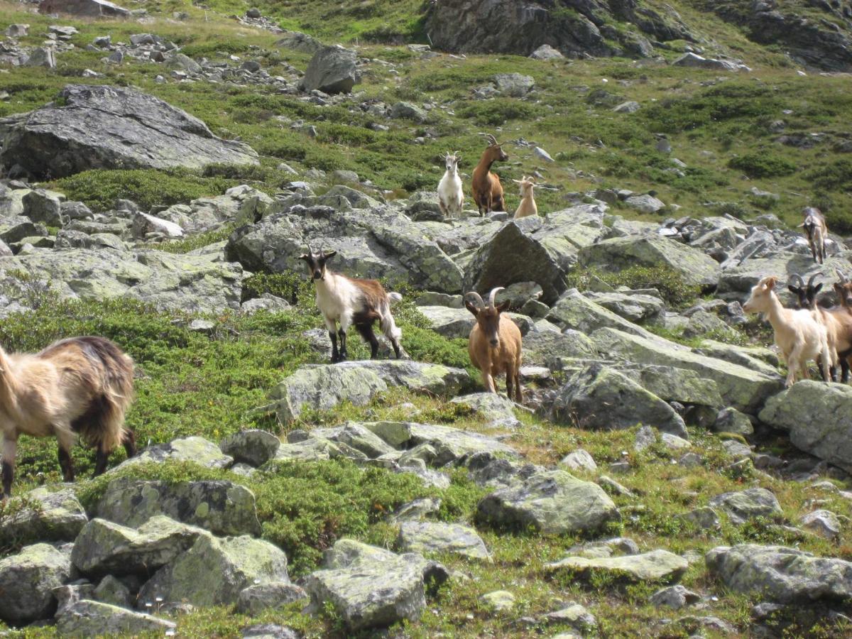 Apart Larcher Kaunertal Dış mekan fotoğraf